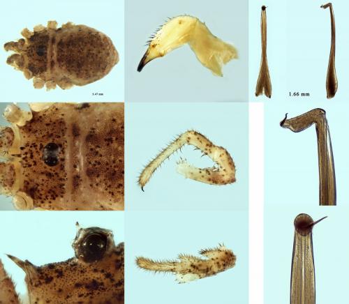 Réf. 219 620 : Lophopilio palpinalis